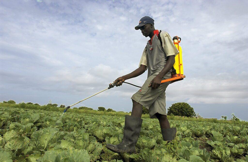 sprays pesticide to prevent the spread of locusts at a farm