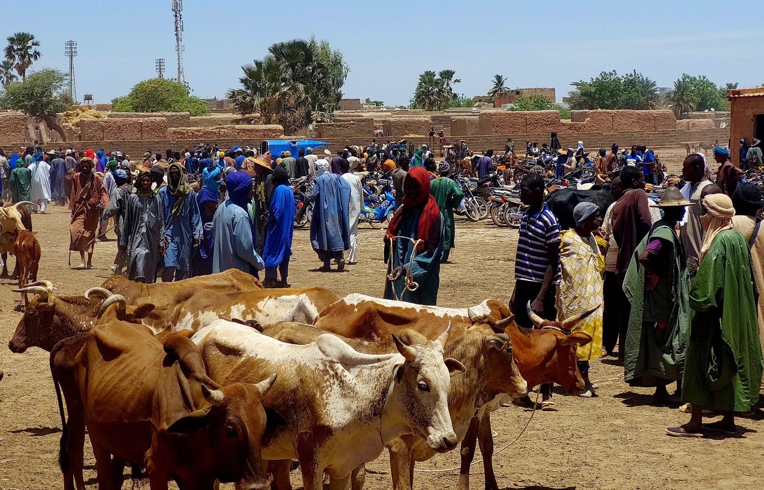 L’Aïd-Mali : A Mopti, plus gros taureaux cherchent désespérément preneurs