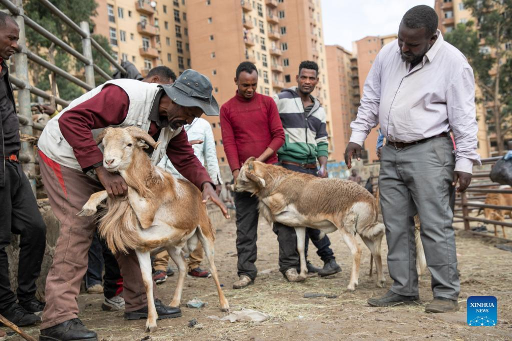 "Les chiens sont également des créatures de Dieu". En Éthiopie, un combat de fond pour le bien-être animal